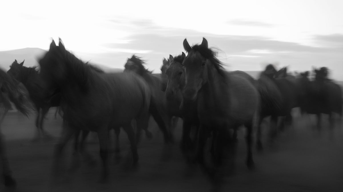 Stampede